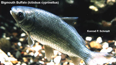 Ictiobus cyprinellus